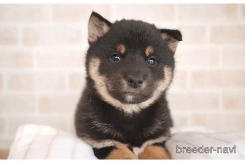 成約済の福岡県の柴犬-209279